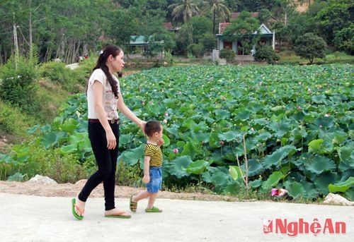 Hai bên hồ sen là nơi lý tưởng cho bà con xung quanh đi dạo mát trong tiết trời oi bức nơi “chảo lửa Đông Dương”