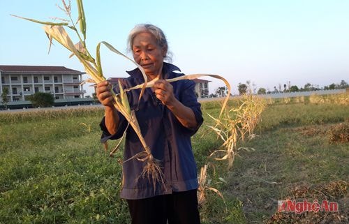 Ngô ở Nghi Ân (Nghi Lộc) hầu như không có hạt. Ảnh: P.H