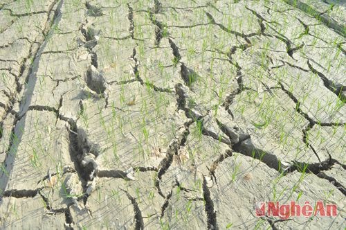 Mới gieo cấy hè thu, một số diện tích ở xã Hưng Thắng (Hưng Nguyên) bị khô hạn nặng