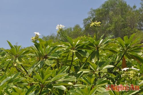 Đến với Quỳnh Lập dịp này, dù thời tiết khắc nghiệt là thế nhưng có những loài hoa vẫn nở rộ quanh năm, thách thức với nắng và gió. Một trong những loài hoa kiêu sa ấy là hoa  