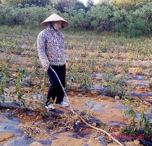 Nông dân xã Phúc Sơn (Anh Sơn) tưới nước cứu chè. Ảnh: Đ.d