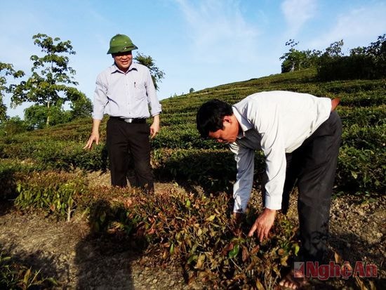 Chè bị “chết cháy” do nắng nóng ở xã Hùng Sơn (Anh Sơn).Ảnh: đ.d
