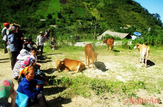 Chợ mua - bán bò ở Mường Lống.