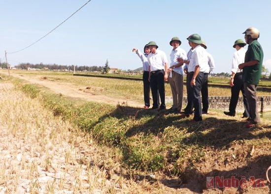 Đồng chí Hoàng Danh Lai- Chủ tịch UBND huyện kiểm tra hạn hán tại xã An Hòa