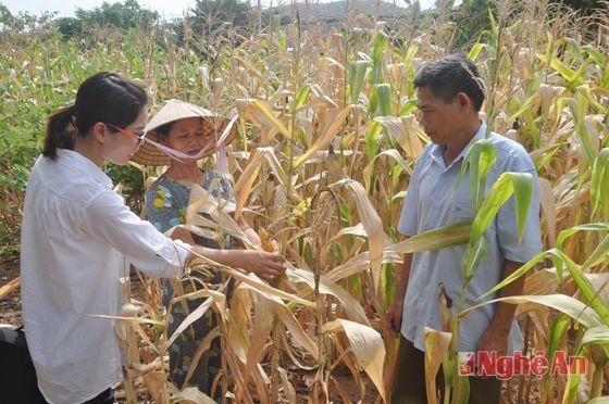 Trên vườn ngô khô cháy vì nắng hạn bà Hồng mong muốn dự án sẽ sớm được triển khai và hoàn thành