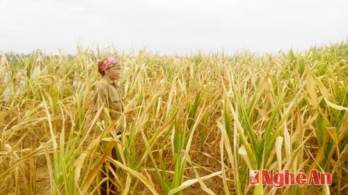 Ngô ven sông Lam cũng không tránh khỏi khô héo do nắng nóng gây nên