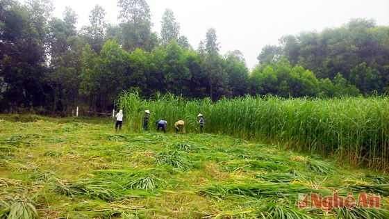 Thu hoạch cỏ voi ở trang trại của anh Nguyên (xã Bảo Thành, Yên Thành)