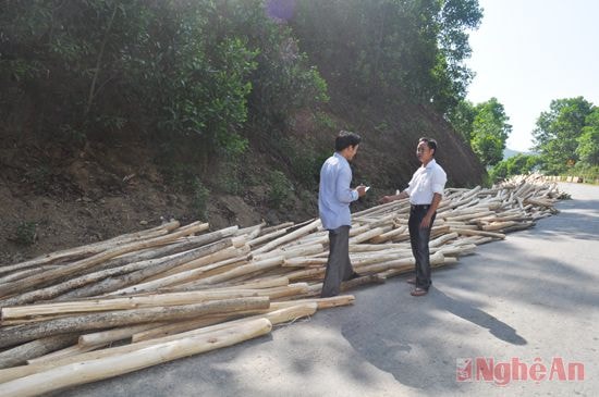 Keo nguyên liệu được thu hoạch ở xã Châu Thành.