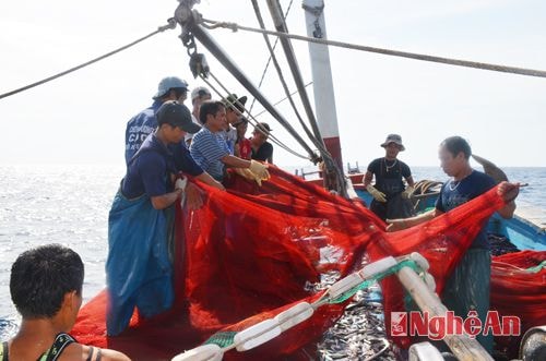 Ngư dân xã Quỳnh Long đánh vây trên Vịnh Bắc bộ.