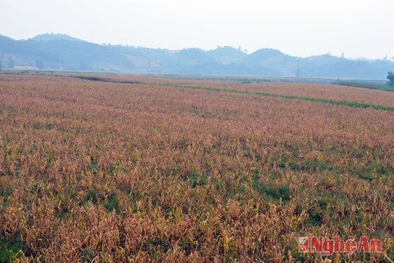 Hầu hết diện tích ngô, cây chủ lực số 1 của huyện Anh Sơn đều bị nắng nóng thiêu 