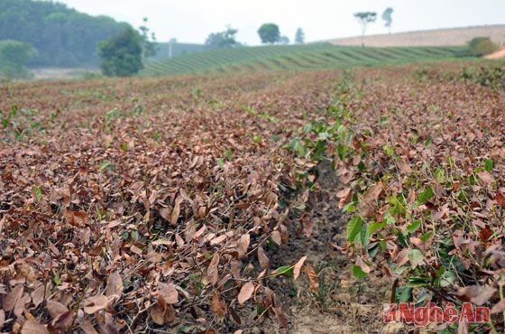 Chè nguyên liệu là cây chủ lực của xã Hùng Sơn, từng góp phần quan trọng vào sự thay đổi bộ mặt kinh tế- xã hội. Đợt nắng nóng đang diễn ra đã làm một diện tích lớn cay chè bị chết, chưa thể thống kê hết thiệt hại.