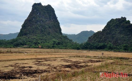 Nhiều diện tích ruộng của xã Tường Sơn chưa thể triển khai sản xuất vì khô hạn.