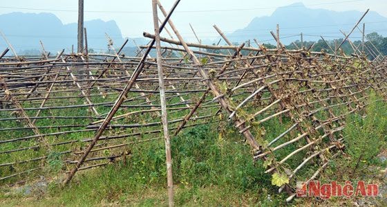 Vùng chuyên canh bí xanh của xã Cẩm Sơn bị thất thu vì nắng nóng kéo dài.