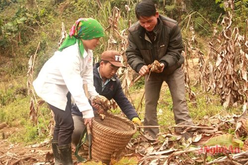 Thu hoạch khoai dong tại Na Ngoi. 