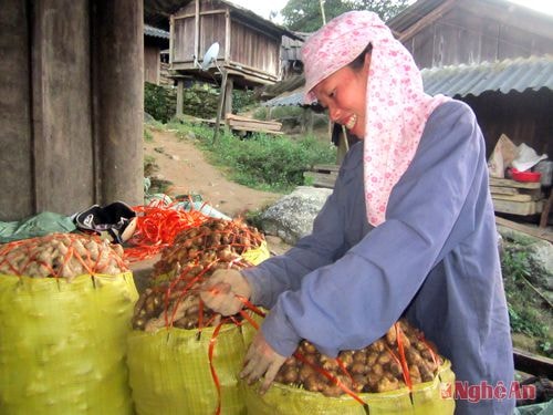 Người dân xã Na Ngoi (Kỳ Sơn) đóng bì sản phẩm gừng. Ảnh: Hữu Vi