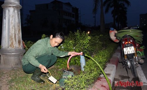 Để tránh nắng nóng, bắt đầu từ 4h30 sáng, các chị công nhân thuộc đội cây xanh - Công ty CP Công viên cây xanh thành phố Vinh đã bắt đầu công việc để chăm sóc bồn cây tại khu vực đường Lê Nin