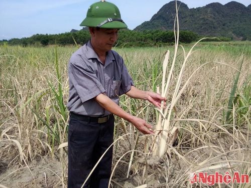 Ông Phạm Ngọc Cảng phó chủ tịch xã Thọ Sơn kiểm tra tình hình mía bị chết khô