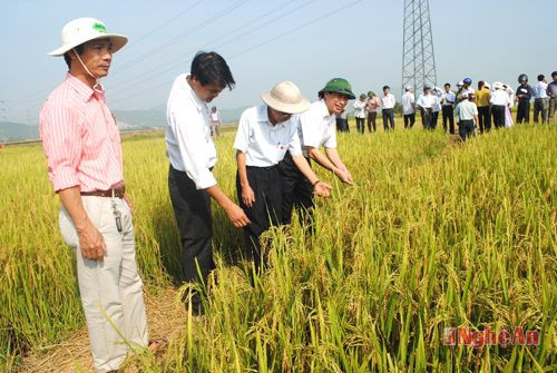 Hoạt động khảo nghiệm giống lúa tại huyện Hưng Nguyên. 