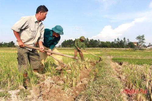 Nhân dân xã Hưng Thắng (Hưng Nguyên) xuống đồng nỗ lực chống hạn cứu mạ hè thu.