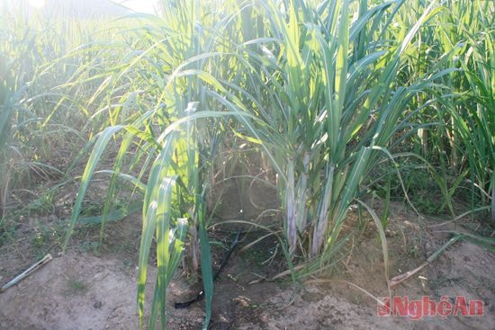 Ứng dụng công nghệ tưới nhỏ giọt cho cây mía (chạy ống cao su dưới gốc) ở xã Nghĩa Dũng (Tân Kỳ).