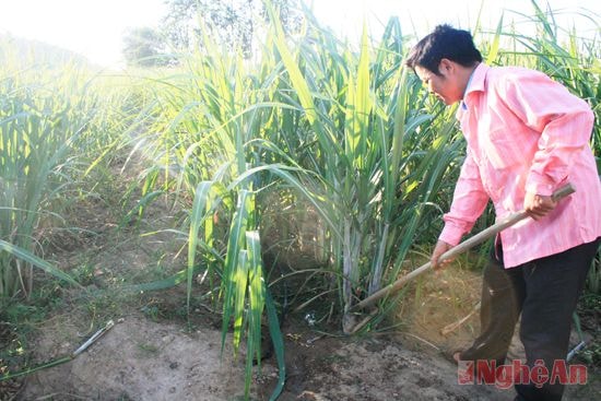 Chăm sóc mía tại đồi Mua, xã Nghĩa Dũng (Tân Kỳ).