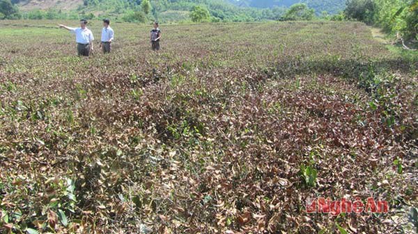 Vườn chè của bà Phan Thị Vinh (thôn Trung Yên) đã bị héo khô hầu hết vì nắng nóng kéo dài