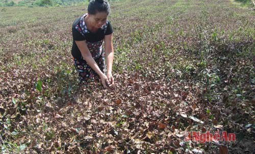 Với gia đình bà Vinh, 6 sào chè là nguồn sống, 