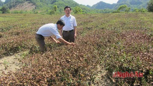 Chủ tịch xã Yên Khê, ông Vi Văn Đậu (người đứng bên phải): Năng nóng kéo dài khiến các nguồn nước bị cạn kiệt nên người dân không có nước tưới cho chè