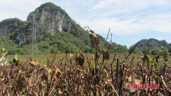 Không chỉ lá, ngọn mà thân chè cũng đã bị nắng nóng thiêu đốt khô cháy