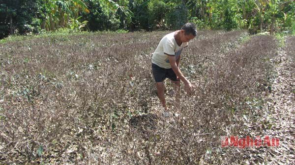 Gia đình ông Trần Văn Ngôn (thôn Khe Tín) có trên 4 ha chè, đã có khoảng 4000m2 chè bị khô cháy, số còn lại thiếu nước trầm trọng 