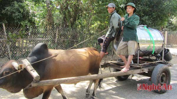 Dùng trâu bò đưa nước khe về tưới cam