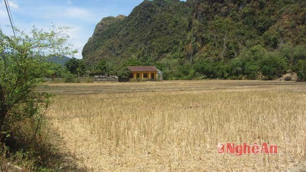 Ở Yên Khê, vì nắng nóng, khô hạn, nhiều diện tích ruộng cũng không thể làm được vụ lúa hè thu cũng chưa
