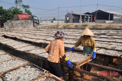 Phơi cá cơm ở phường Quỳnh Dị (TX. Hoàng Mai).