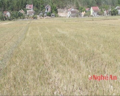 Nhiều chân ruộng ở Nghi Lộc đang chờ nước để cấy lúa hè thu