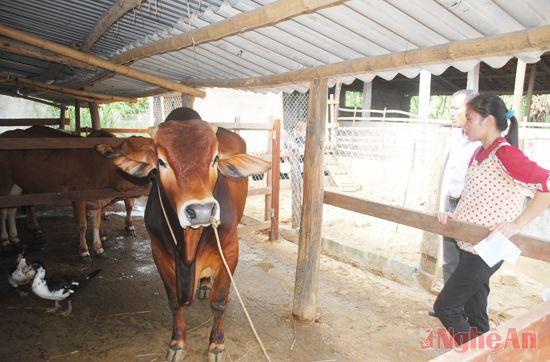 Chăn nuôi bò hàng hóa được địa phương đưa vào nghị quyết trong nhiệm kỳ tới.