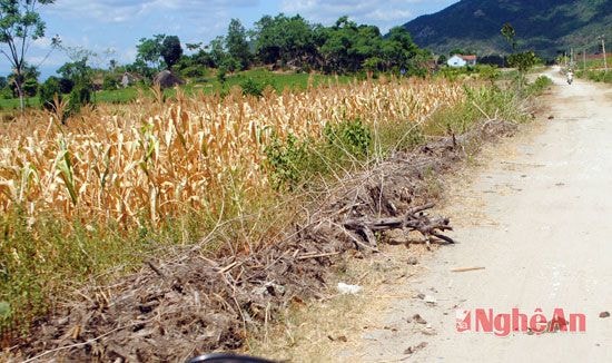 Những vạt ngô trên con đường về xóm  Tân Diên bị khô cháy.