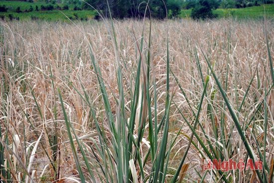 Hàng trăm ha mía của Đồng Văn khô cháy như thế này.