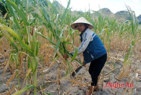 Gia đình ông Hoàng Văn Sơn có 3 sào ngô xuân hè bị mất trắng, phải chặt cho trâu bò ăn.