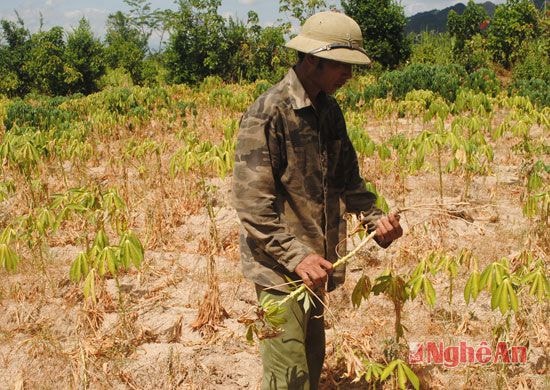 Gia đình ông Trần Bá Trường, xóm Khe Chiềng có 5 sào sắn không còn khả năng hồi phục do nắng thiêu cháy.