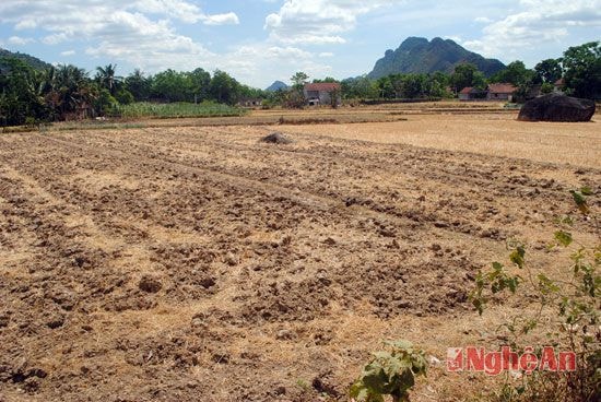 Hàng trăm ha đất sản xuất vụ mùa có nguy cơ bỏ hoang, nếu đến cuối tháng 6 trời không có mưa to.