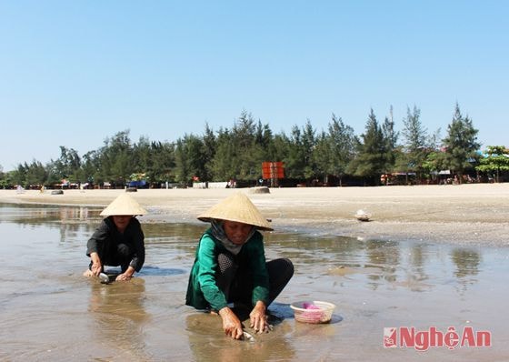Cào nghêu mưu sinh.
