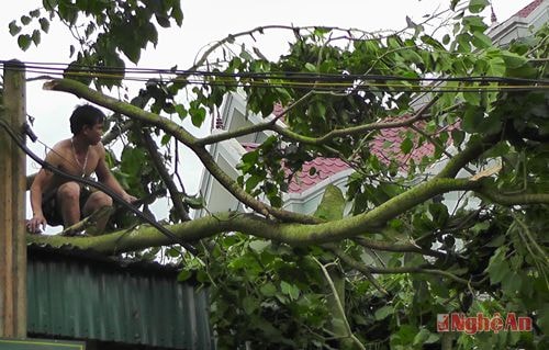 Cây xanh đổ lên cả nhà dân