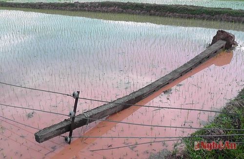  99 cột điện bị đỗ gãy