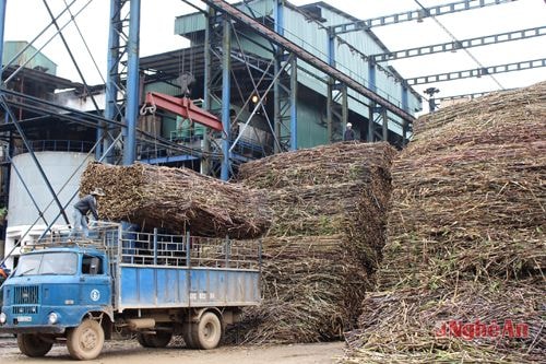 Tập kết mía ở Nhà máy đường Sông Con.