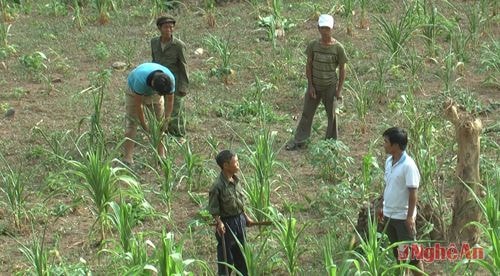 Người dân Kỳ Sơn kiểm tra diện tích ngô bị chết. Ảnh: Lữ Phú
