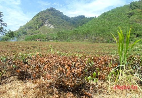 Chè thôn Tân Lập bị khô cháy nguy cơ chết rất cao