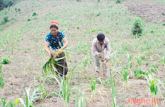 Nông dân xã Mường Ải (Kỳ Sơn) tận thu ngô chết, héo vì nắng nóng về làm thức ăn cho gia súc.