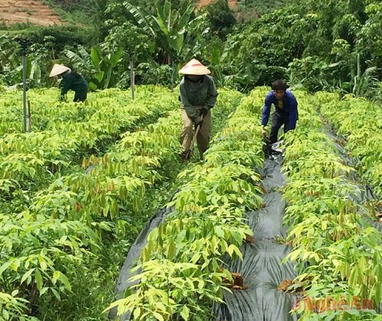 Công nhân Nông trường 12/9 chăm sóc vườn ươm tại Anh Sơn.