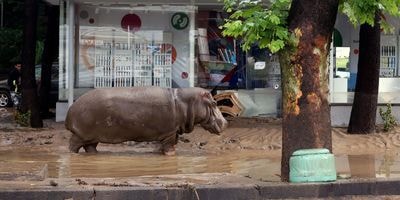 Một con hà mã trên đường phố thủ đô Tbilisi hôm 14 tháng 6 Ảnh AFP