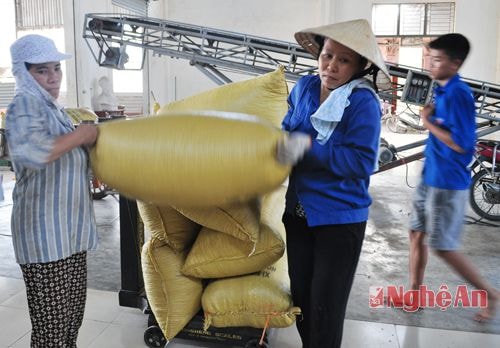 Tiểu thương nhập hàng cho doanh nghiệp tư nhân Sỹ Thắng (Diễn Châu)